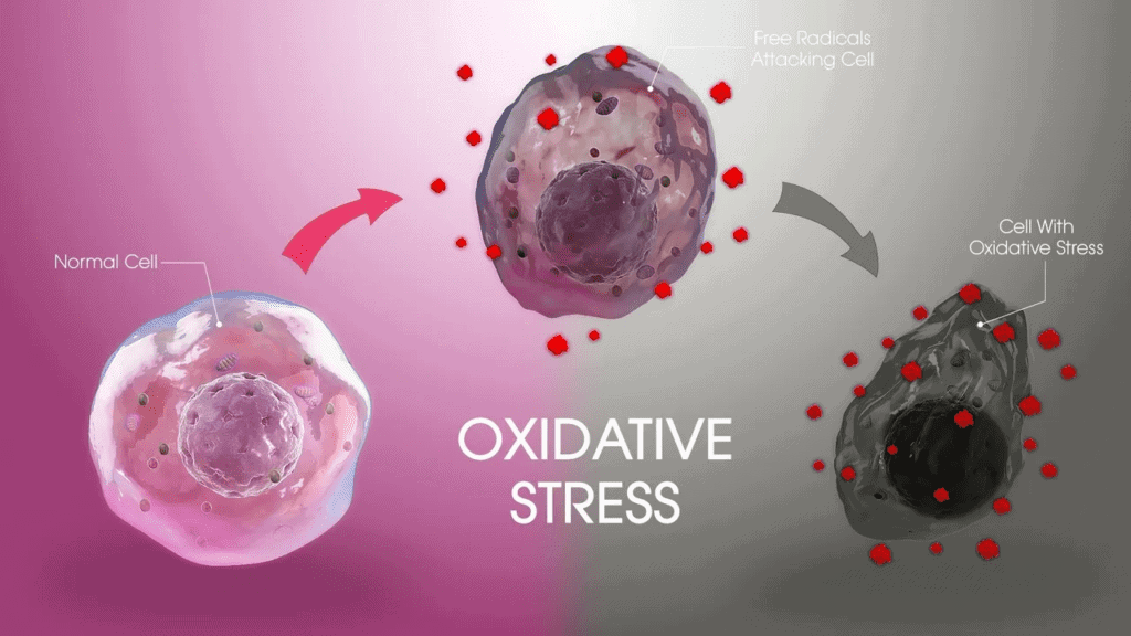 Live Longer By Reducing Oxidative Stress!