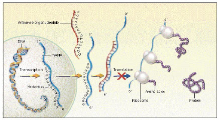 The Complete Guide To Oligonucleotides | KIYA Longevity