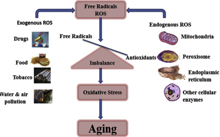 Figure 10. Antioxidants in plants reverse aging 