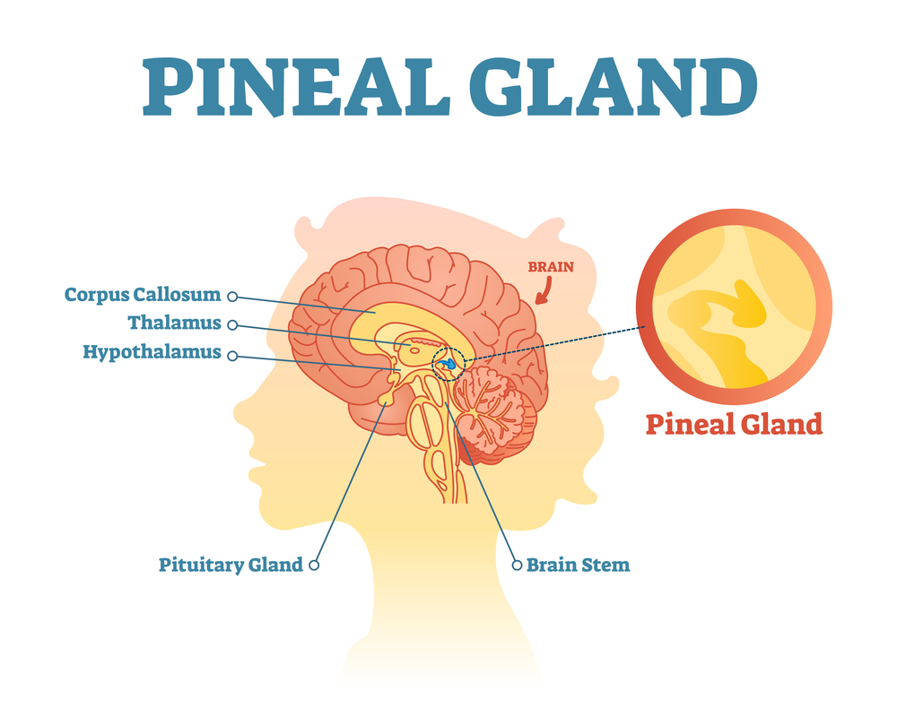How KiyaLongevity.com Can Help Detox and Activate the Pineal Gland